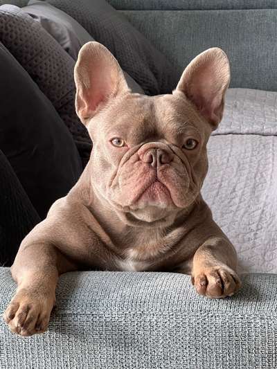 Französische Bulldoggen-Beitrag-Bild