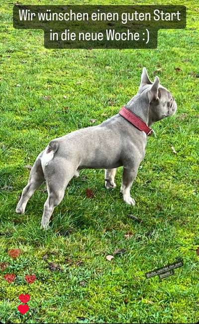 Französische Bulldoggen-Beitrag-Bild