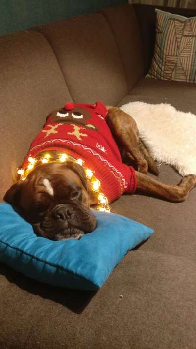 Dogorama Photo Challenge - Festliches Accessoires-Beitrag-Bild