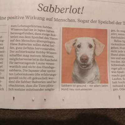 Gesundheitsförderung durch den Hund-Beitrag-Bild