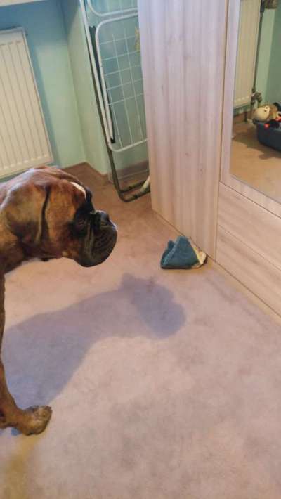 My dog has problems eating-Beitrag-Bild