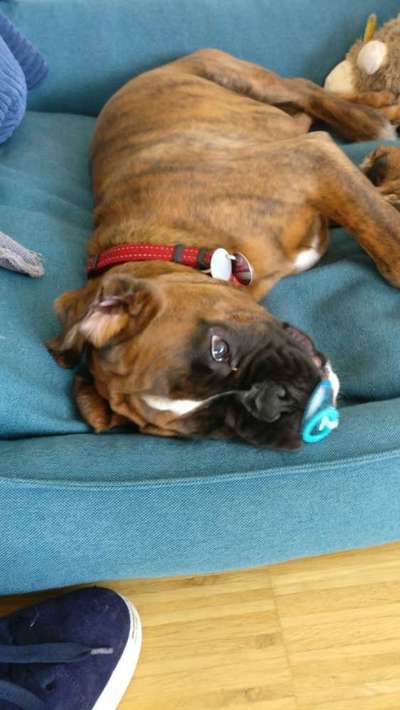 eure Spitznamen für die Vierbeiner-Beitrag-Bild