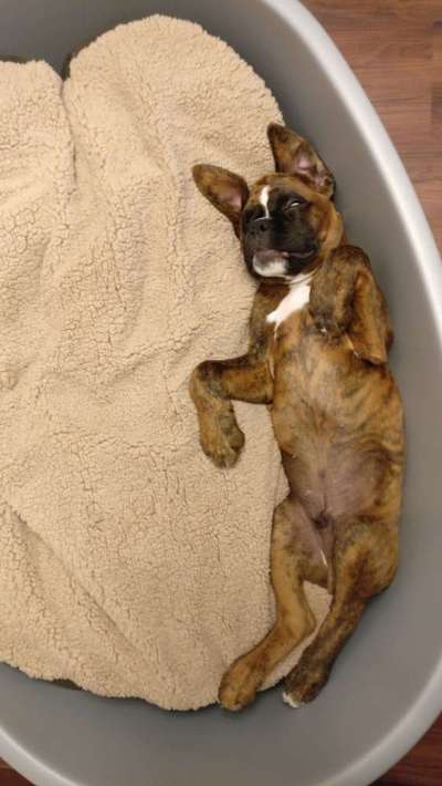 Es geht um die Hundebox und die ersten Nächte mit dem Welpen :)-Beitrag-Bild