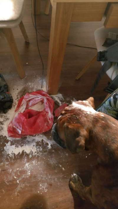 Dogorama Foto Challenge - Erwischt-Beitrag-Bild