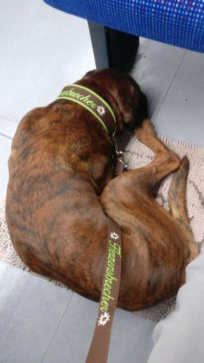 Welches Halsband trägt dein Hund und warum dieses?-Beitrag-Bild