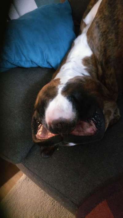 eure Spitznamen für die Vierbeiner-Beitrag-Bild