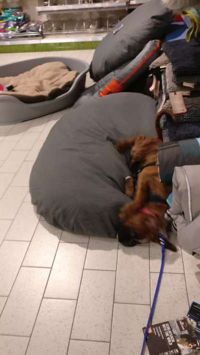 Es geht um die Hundebox und die ersten Nächte mit dem Welpen :)-Beitrag-Bild