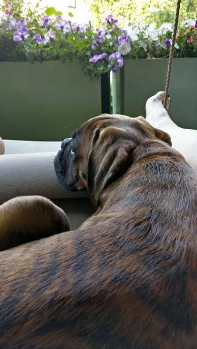 Sessellift mit Hund-Beitrag-Bild