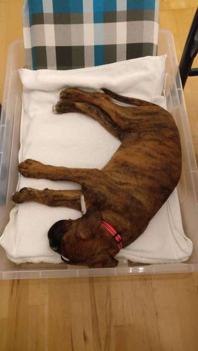 Es geht um die Hundebox und die ersten Nächte mit dem Welpen :)-Beitrag-Bild