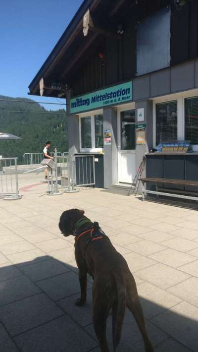 Sessellift mit Hund-Beitrag-Bild