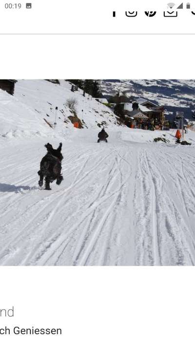 Rodeln mit Hund-Beitrag-Bild