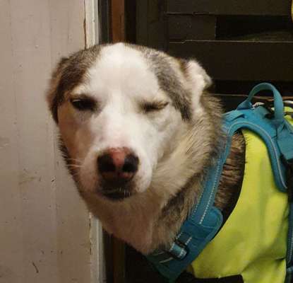 Zeige den lustigsten Blick deines Hundes-Beitrag-Bild