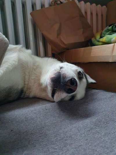 Zeige den lustigsten Blick deines Hundes-Beitrag-Bild