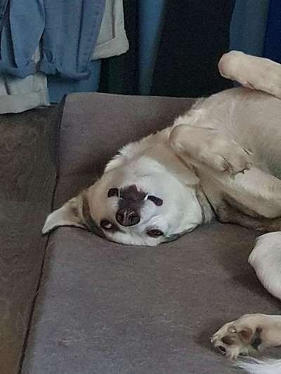 Zeige den lustigsten Blick deines Hundes-Beitrag-Bild