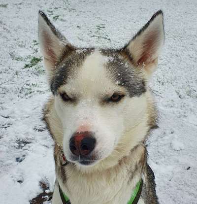 Zeige den lustigsten Blick deines Hundes-Beitrag-Bild