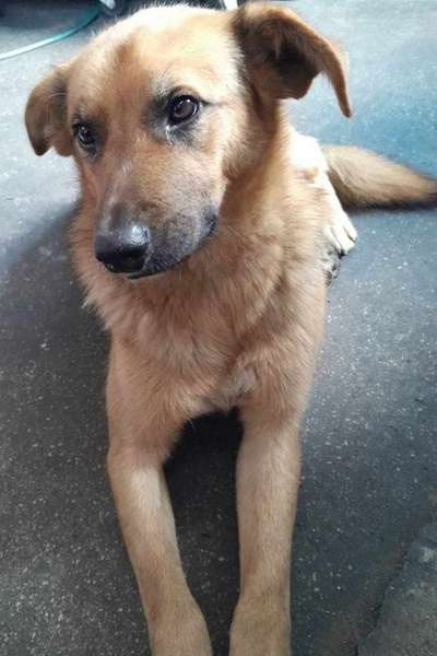 Auslandstierschutz-Beitrag-Bild