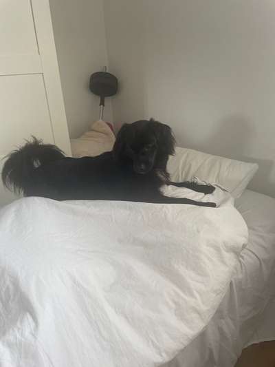 Hundetreffen-🐾 Choco sucht einen Hundefreund! 🐶✨-Bild