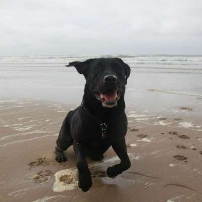 Hundetreffen-Gassirunden ,gern auch am Wasser🐳🐟-Bild