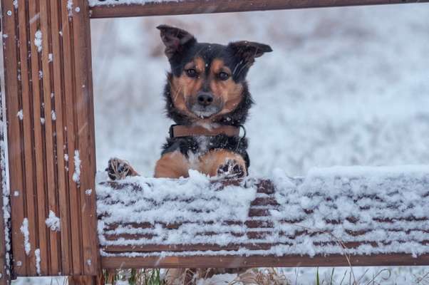 Foto Challenge Nr.: 114
Hunde im Schnee-Beitrag-Bild