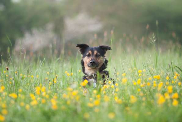 Dogorama Photo Challenge - die ersten Frühjahrsblumen-Beitrag-Bild