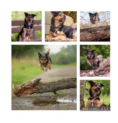 31. Collagen Challenge - Bänke/ Steine /Baumstümpfe-Beitrag-Bild