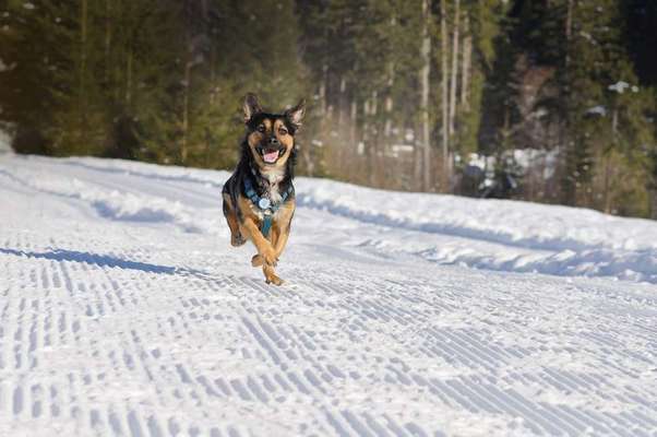 Dein Hund im Dogorama-Kalender 2021-Beitrag-Bild