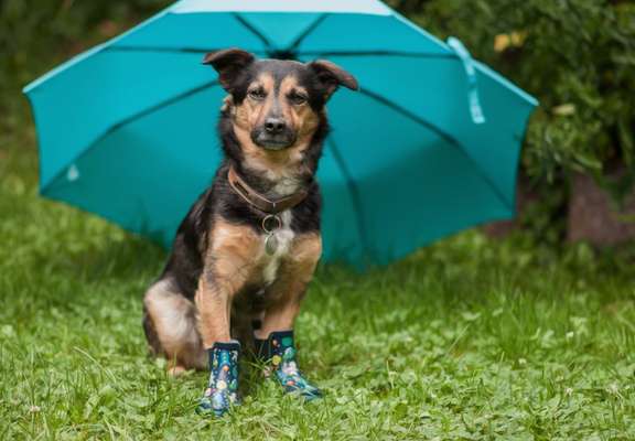 Dogorama Photo Challenge - Regenwetter-Beitrag-Bild