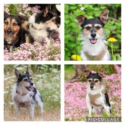 27. Collagen Challenge - Dein Hund mit Blume(n)-Beitrag-Bild