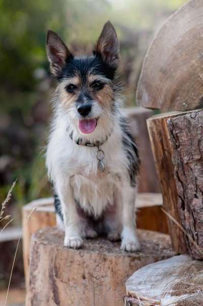 Dein Hund im Dogorama-Kalender 2021-Beitrag-Bild