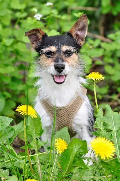 Dogorama Photo Challenge - Der Frühling kommt-Beitrag-Bild