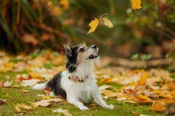 Herbst🍁-Beitrag-Bild