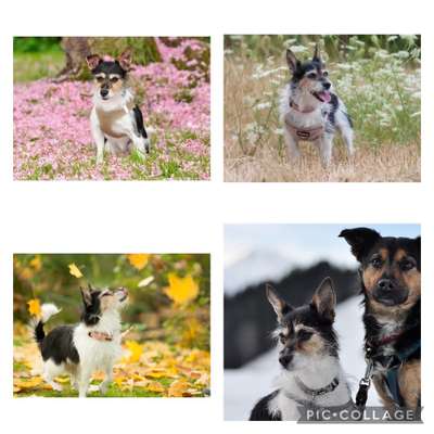 1. Fotochallenge Collagen - 4 Jahreszeiten-Beitrag-Bild