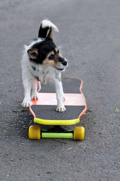 Dein Hund im Dogorama-Kalender 2021-Beitrag-Bild