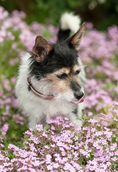 Dogorama Photo Challenge - die ersten Frühjahrsblumen-Beitrag-Bild