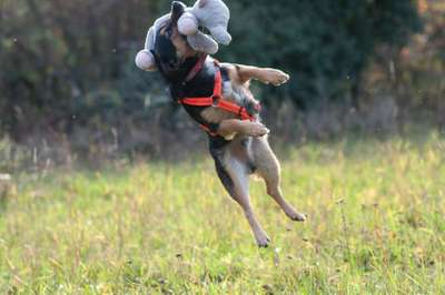 Foto's und Hundemodels-Beitrag-Bild