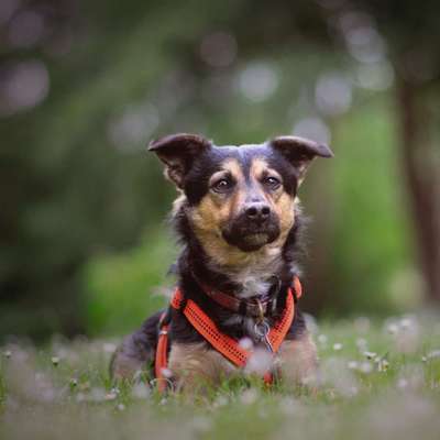 Foto's und Hundemodels-Beitrag-Bild