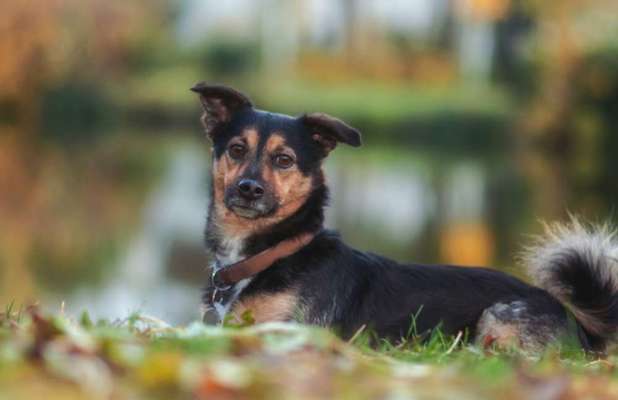 Fotochallenge Nr 55  -  Hund im November--Beitrag-Bild