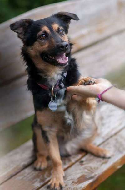 Dein Hund im Dogorama-Kalender 2021-Beitrag-Bild