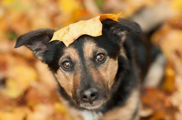 Herbst🍁-Beitrag-Bild