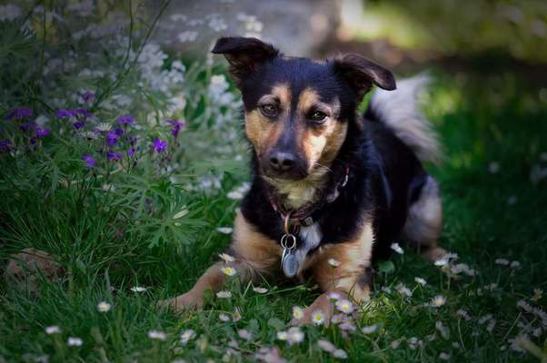 Dein Hund im Dogorama-Kalender 2021-Beitrag-Bild