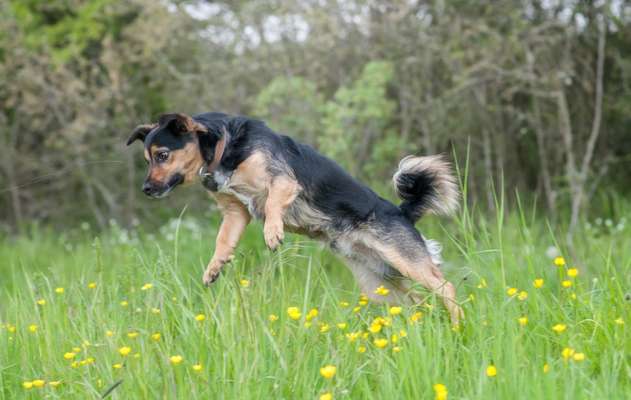 Dogorama Photo Challenge - Der Frühling kommt-Beitrag-Bild