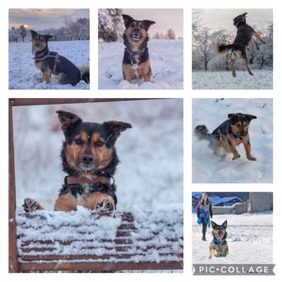 24. Collage-Challenge  *Hund im Schnee*-Beitrag-Bild