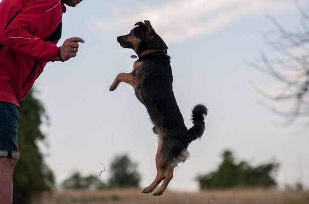 FOTOCHALLENGE 45: Dein Hund und Du - ein eingespieltes Team-Beitrag-Bild