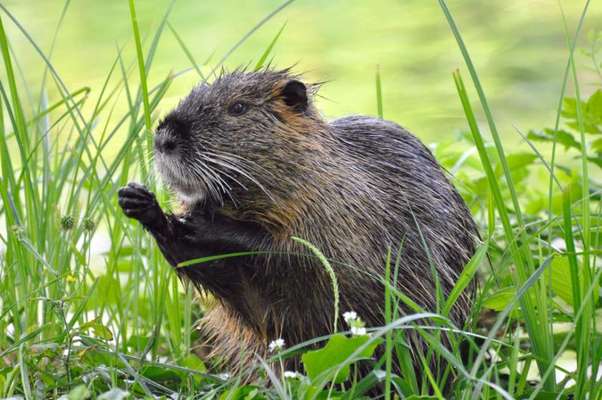 Die wunderschöne Welt mit Hund.-Beitrag-Bild