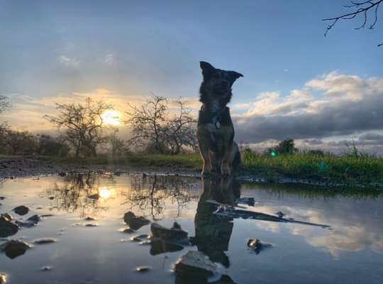 Dogorama Photo Challenge - Pfützen & Spiegelungen-Beitrag-Bild