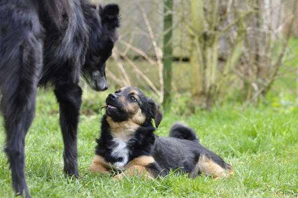 Fotosammlung: ,,Der natürliche Hund" Unbearbeitet, ungestellt und in Natura-Beitrag-Bild