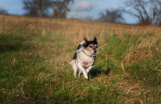 Wo sind die Jack und Parson Russell Terrier?-Beitrag-Bild