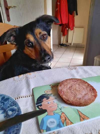 Fotochallenge 31 - Das perfekte Hundedinner-Beitrag-Bild