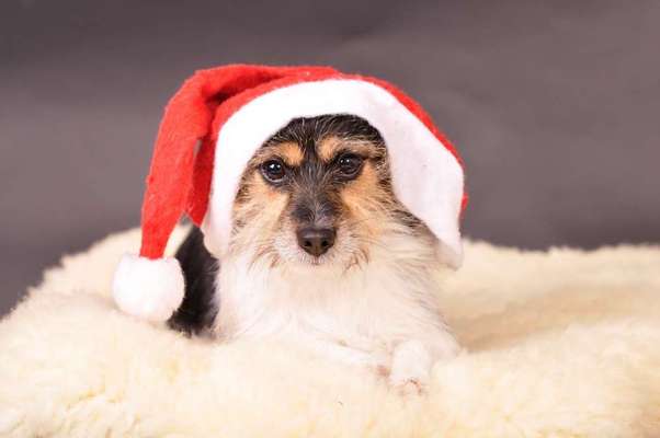 Dein Hund im Dogorama-Kalender 2021-Beitrag-Bild