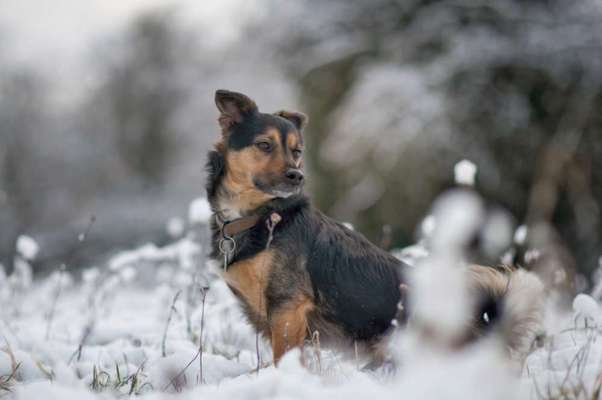 Die Dogorama Kalender Challenge Teil 2/4-Beitrag-Bild